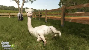 Alpaka auf einer umzäunten Weide in der Erweiterung Beans & Alpacas.